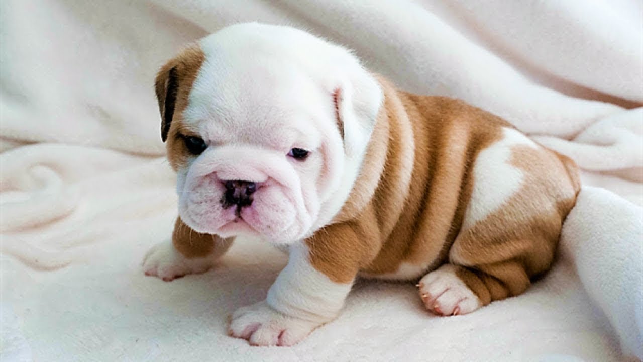 Una descripción de la imagen